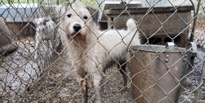 Desperate Dogs Warehoused by Breeder Who Mutilates Their Puppies