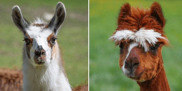 A side-by-side image of a Llama with banana-shaped ears, and an alpaca with smaller pointier ears