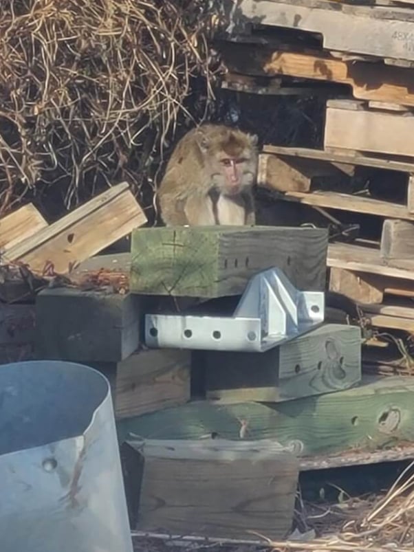 Monkey who escaped crash is spotted among crates