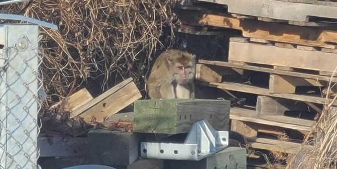 Monkey who escaped crash is spotted among crates