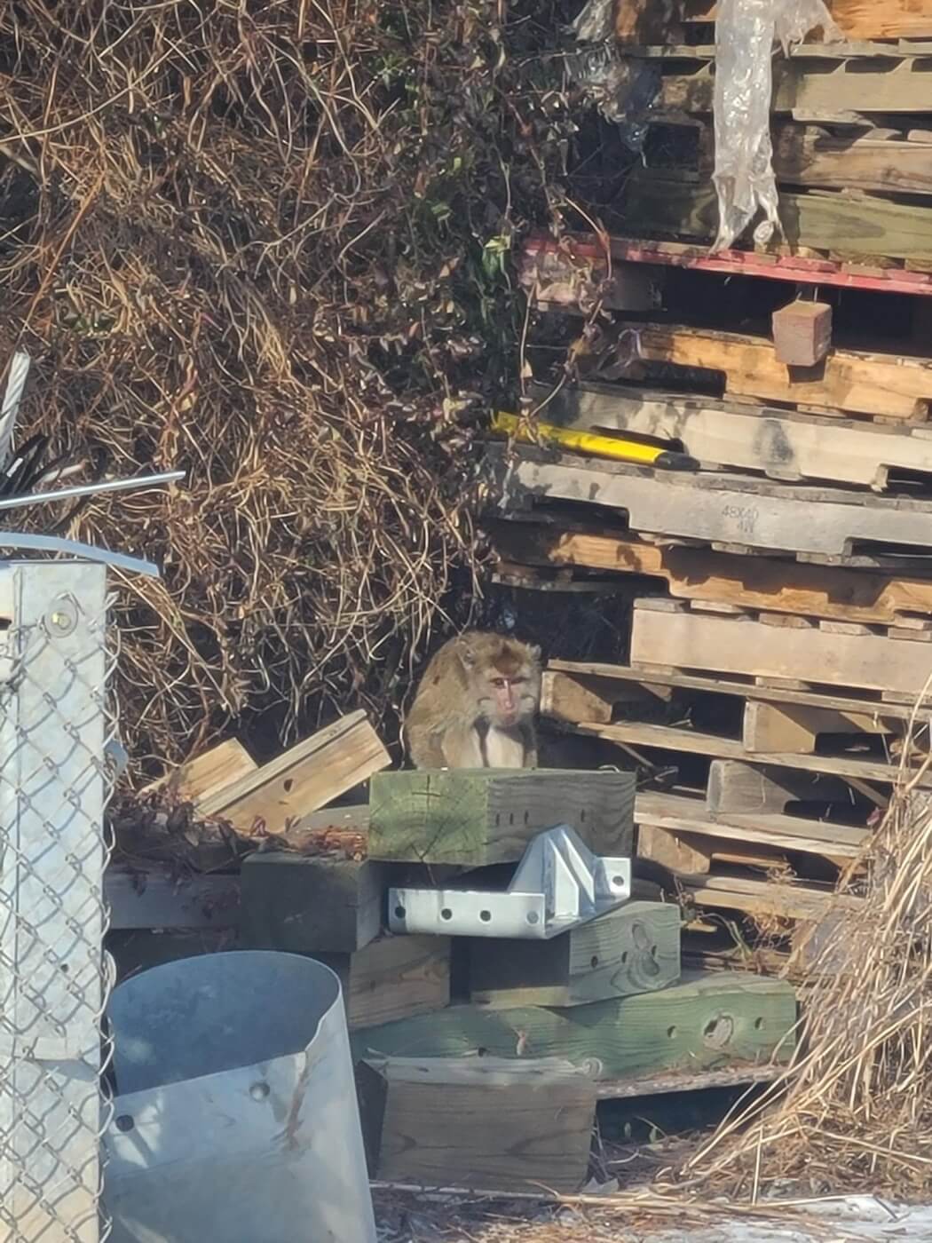 Monkey who escaped crash is spotted among crates