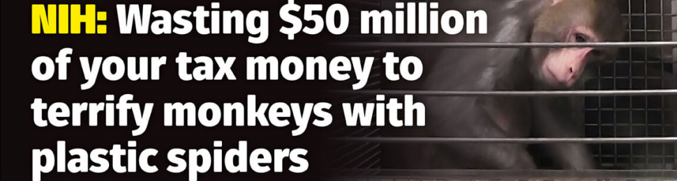 NIH: Wasting $50 Million Of Your Tax Money To Terrify Monkeys With Plastic Spiders