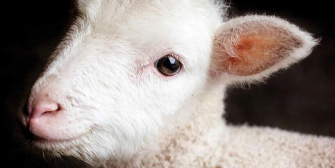 Newe Year. New Wear. Please Don’t Buy Wool