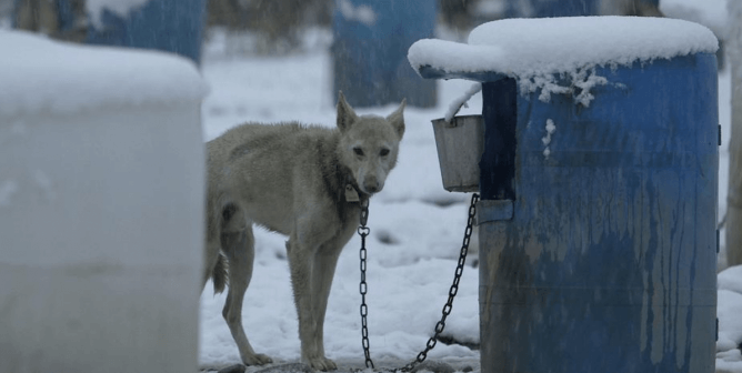 Ice-Cold Cruelty: The 8 Most Notorious 2022 Iditarod Mushers