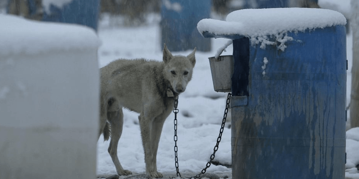 Mitch Seavey, Iditarod 2022 musher, chained dog in snow