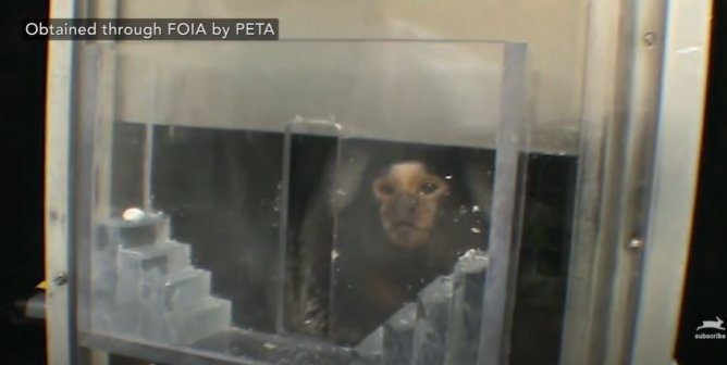 Cruel, Pointless, and Deadly: Experiments on Marmosets at the University of Massachusetts–Amherst