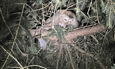 Lab-Bound Monkeys Escaped Highway Crash—With Viruses?