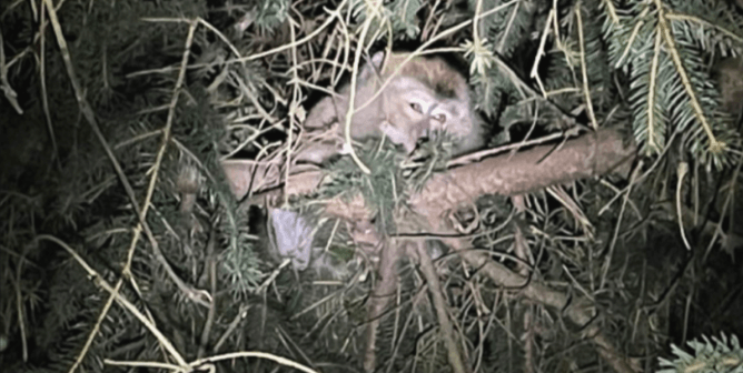 Monkey who escaped crash hides in a pine tree