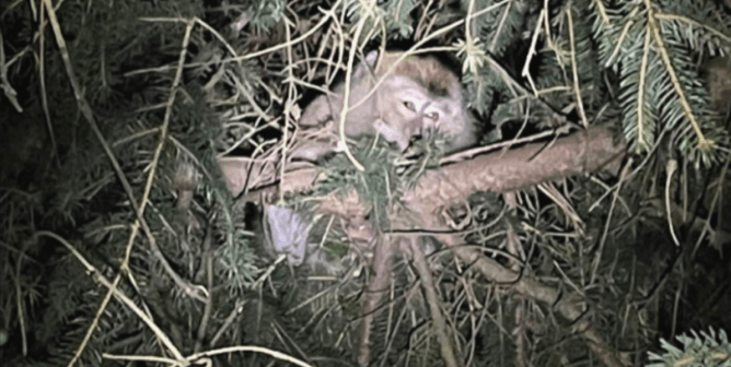 Lab-Bound Monkeys Escaped Highway Crash—With Viruses?