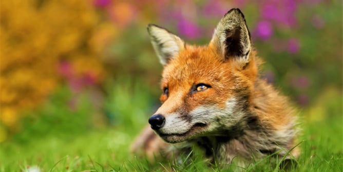 Red fox in grass with flowers in background