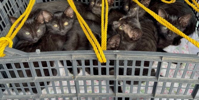 abandoned black kittens in crate