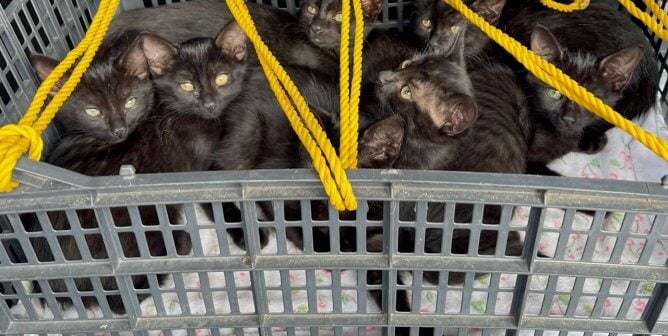 Public Shelters: Refuge for Animals or Not?