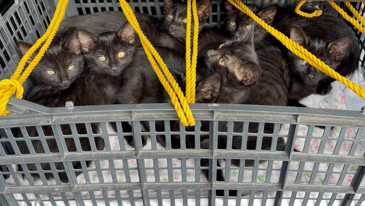 abandoned black kittens in crate