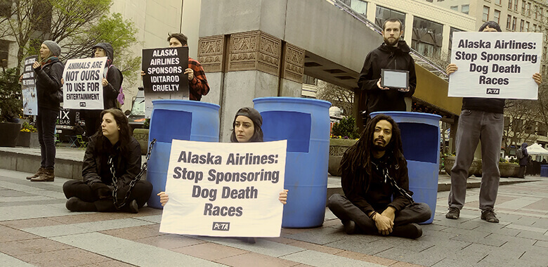 peta protests alaska airlines at iditarod demo