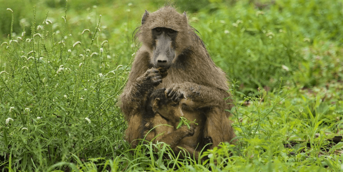 Baboon parent and baby eating