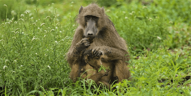 Whistleblower: University of Alabama Lab Staff Used ‘Woolite’ on Baboon’s Surgical Wound