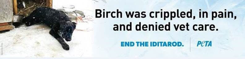 birch was crippled, in pain, and denied vet care. end iditarod