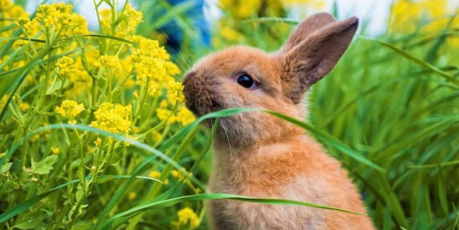brown rabbit in grass with yellow flowers