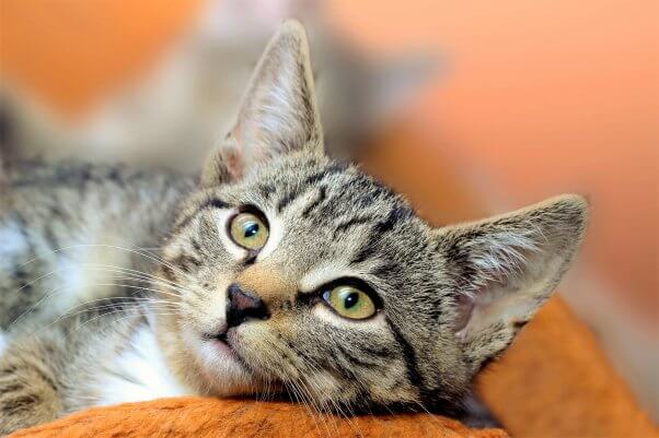 Striped cat on orange couch