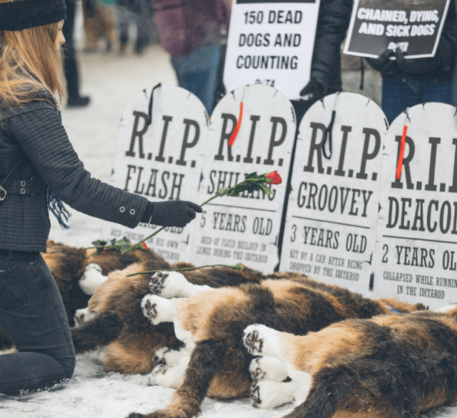 peta honors dogs who died in 2017 iditarod with ceremony