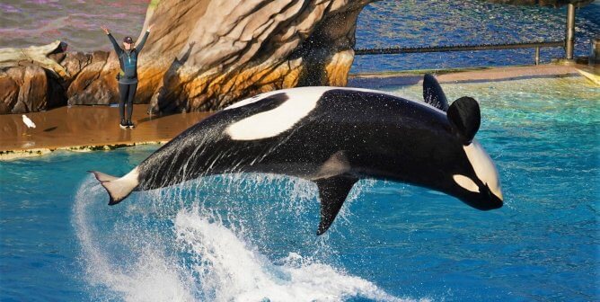 Urge Build-A-Bear to Rethink Cruel SeaWorld Partnership
