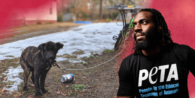 The Pats’ Matt Judon Helps Dogs, and It’s the Best Thing You’ll See All Day