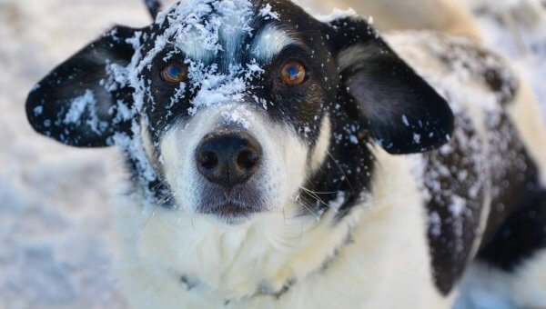 Dog in snow