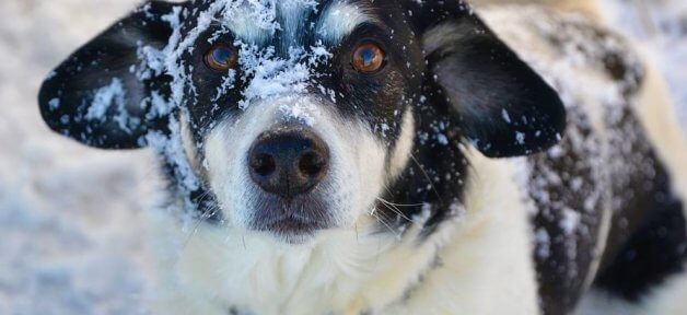 Dog in snow