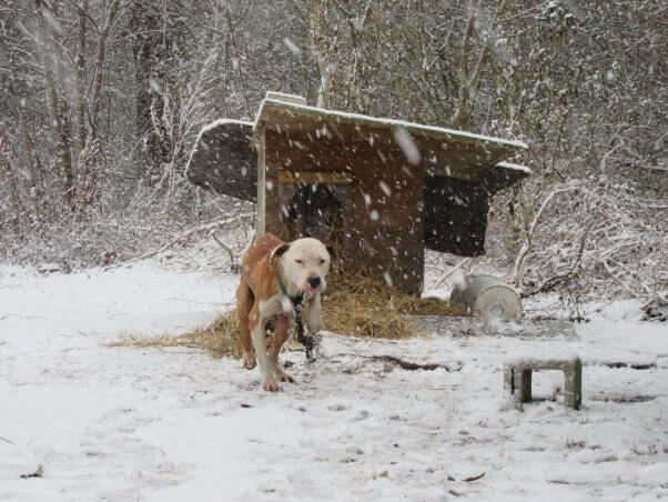 Cold dog chained outside