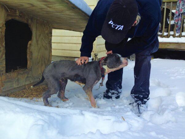 CAP worker helps dog in snow