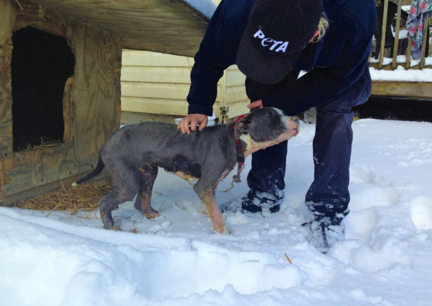 Chained Dogs Need Help This Winter—Will You Take These Steps? 