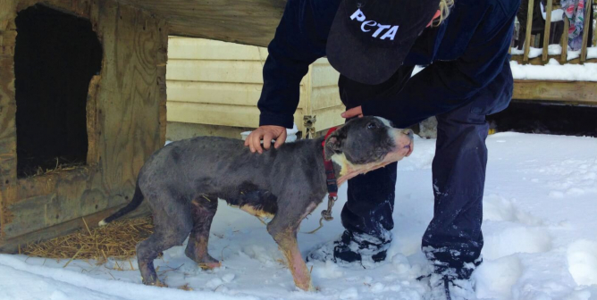 CAP worker helps dog in snow