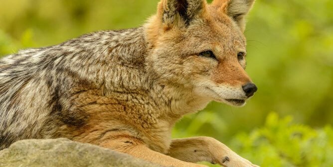 U.S. Residents: Demand an End to Wildlife-Killing Contests on Public Land!