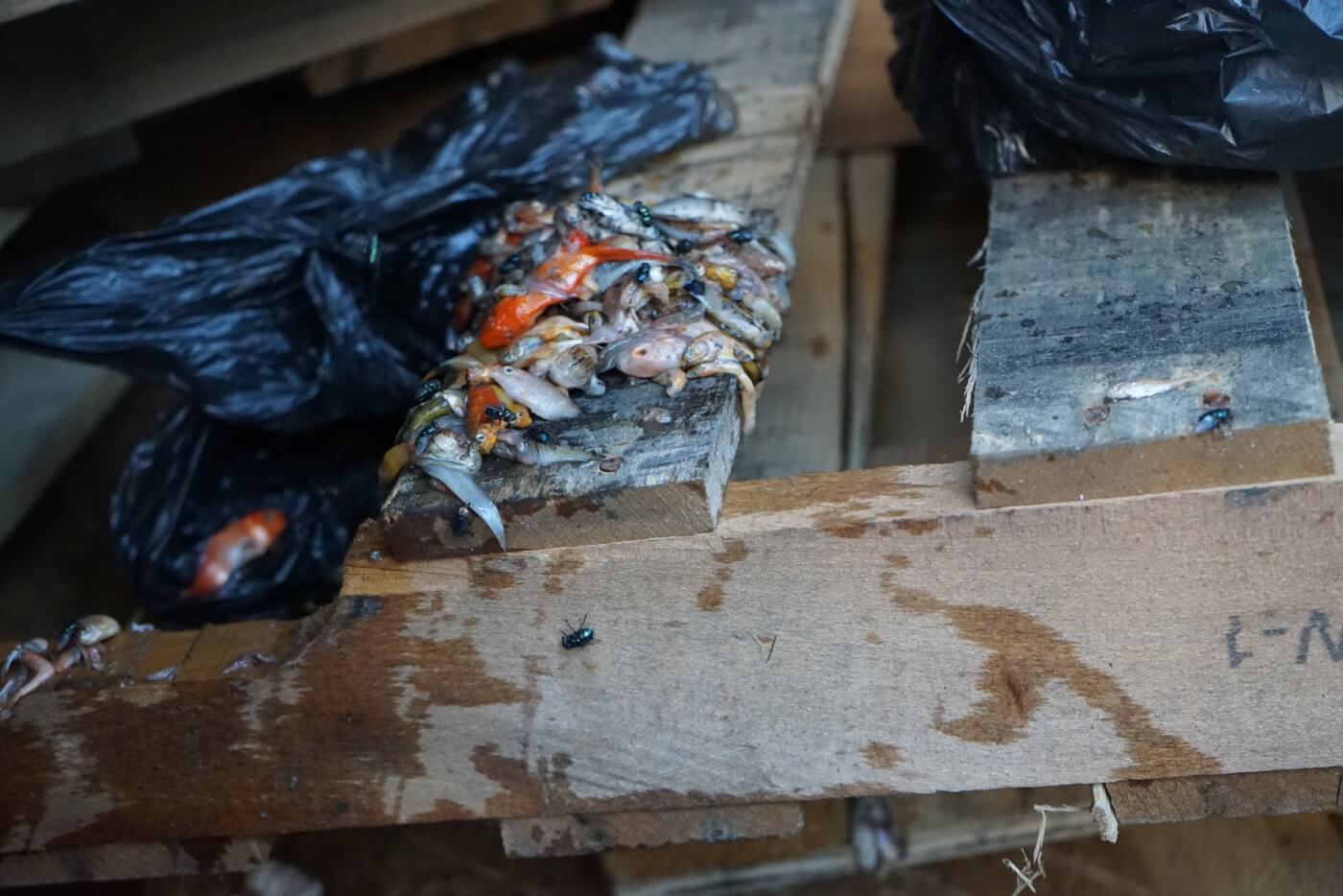 dead fish and crabs at sun pet