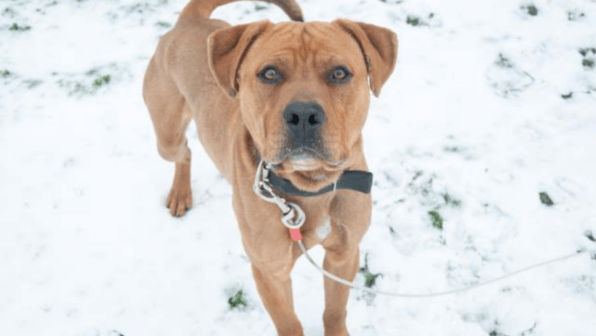 Brown dog tethered in the snow