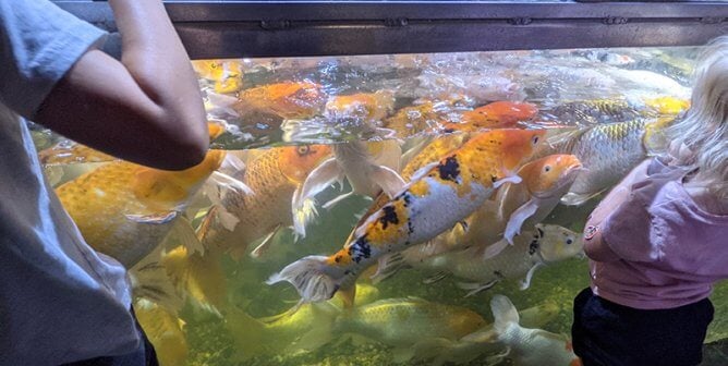 photo of crowded koi tank at the Austin Aquarium