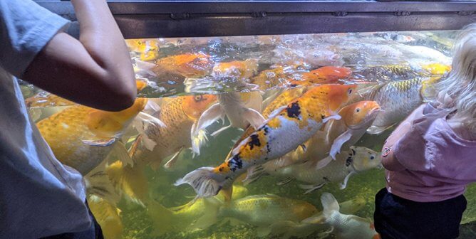 Seedy Austin Aquarium Crowding Animals Into Cramped Tanks and Cages—Speak Up!