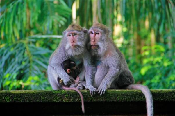 A family of long tailed macaques