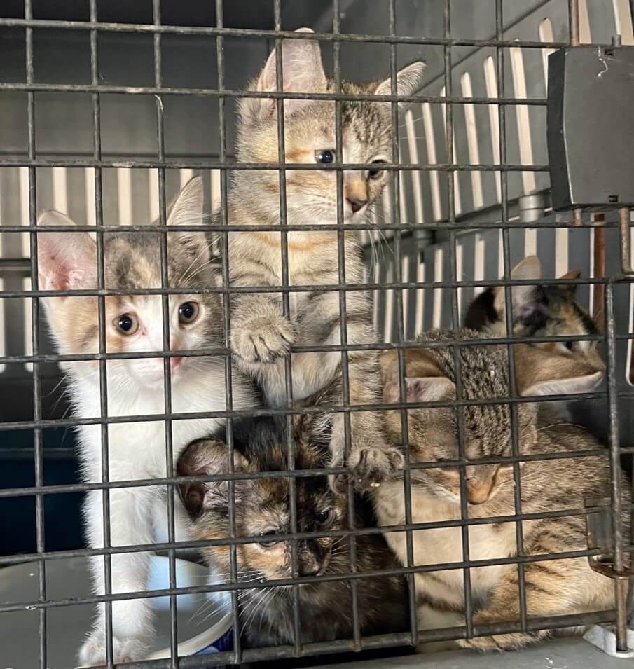 found grey kittens in a cage