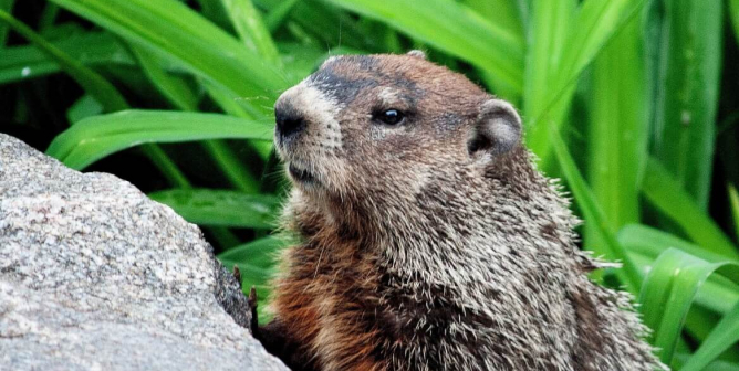 Groundhog leans on rock