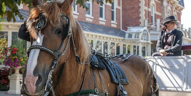 horse-drawn carriages in Cartagena, Colombia, are exposed for cruelty to animals