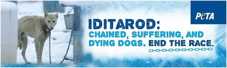 iditarod: chained, suffereing, and dying dogs. end the race.