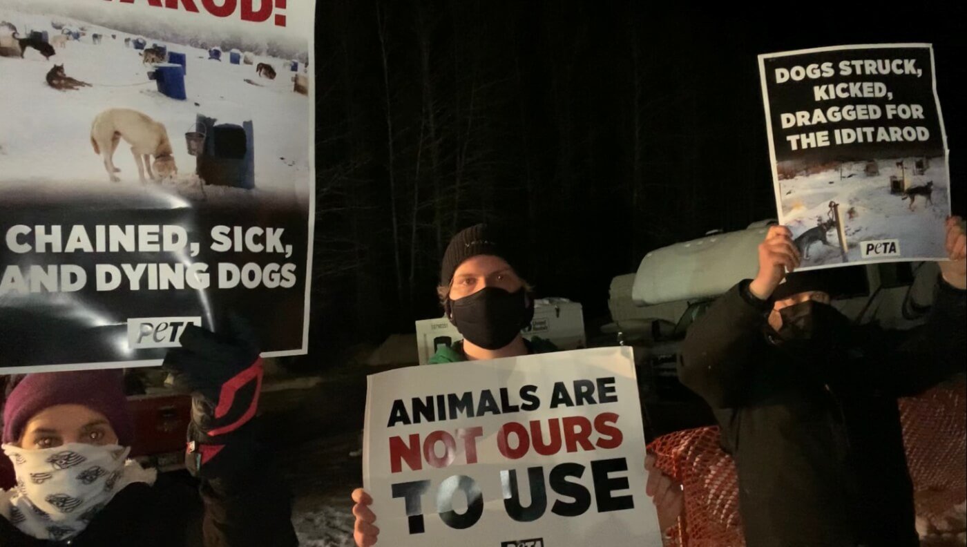 peta protests iditarod at finish line demo 2021