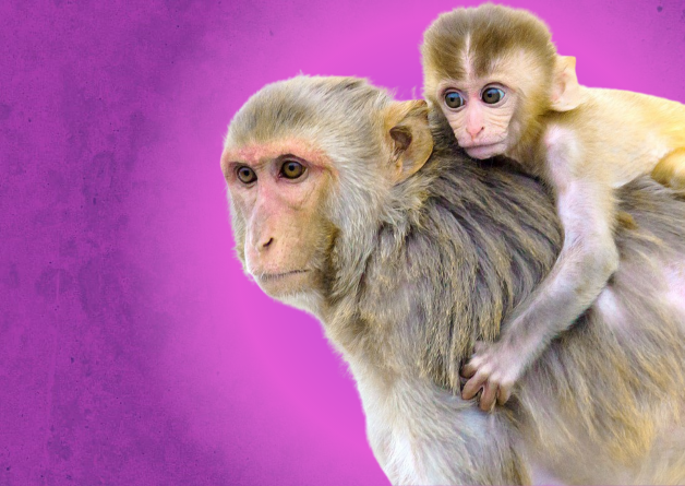 Fauci Funds Absurd Experiment to Try to Make Male Monkeys Transgender