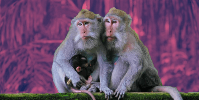 A family of long tailed macaques