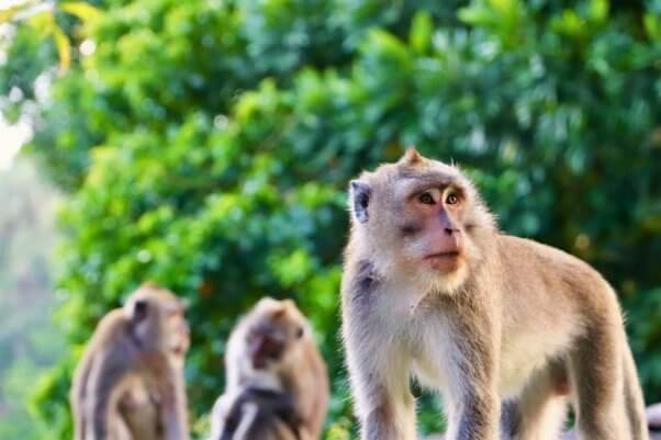 Group of macaques in front of trees