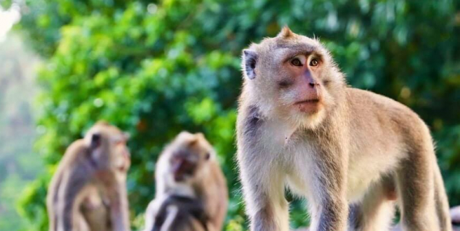 Group of long tailed macaques in front of trees