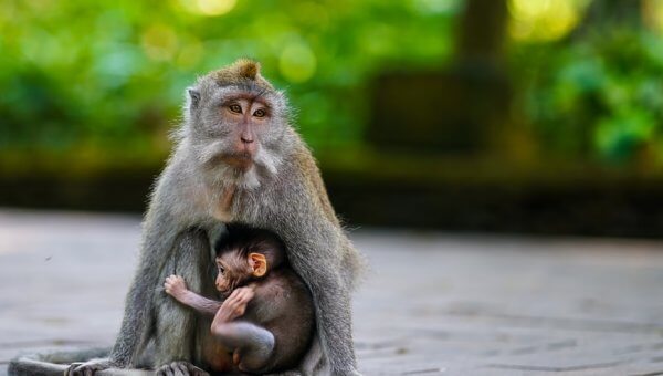 It’s a Gamble U.S. Officials Won’t Take—but Canada Continues to Allow Monkey Imports