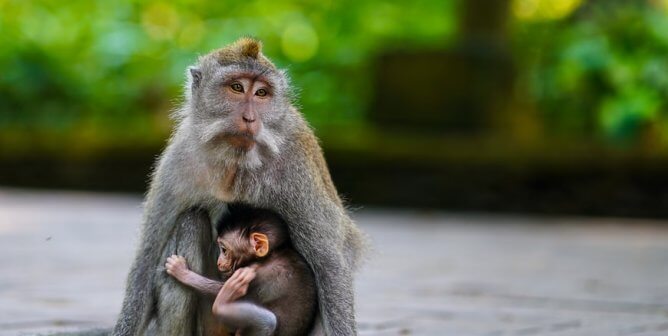 It’s a Gamble U.S. Officials Won’t Take—but Canada Continues to Allow Monkey Imports