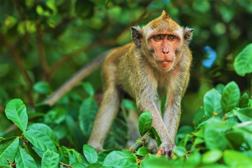 monkey looks at camera from tree